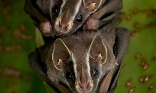 La chauve-souris fantôme, une espèce méconnue à préserver