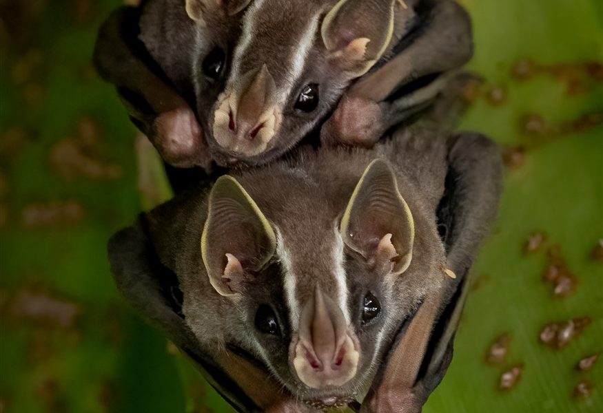 La chauve-souris fantôme