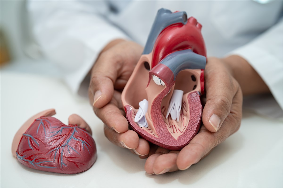 santé cardiovasculaire et la consommation de sel