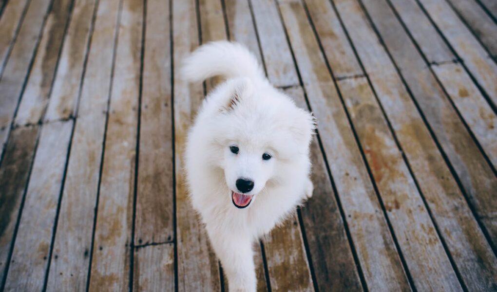 Samoyede