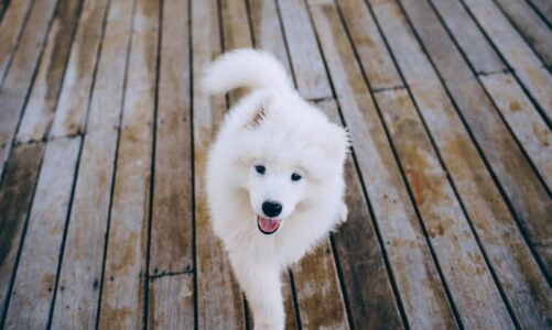 Samoyede