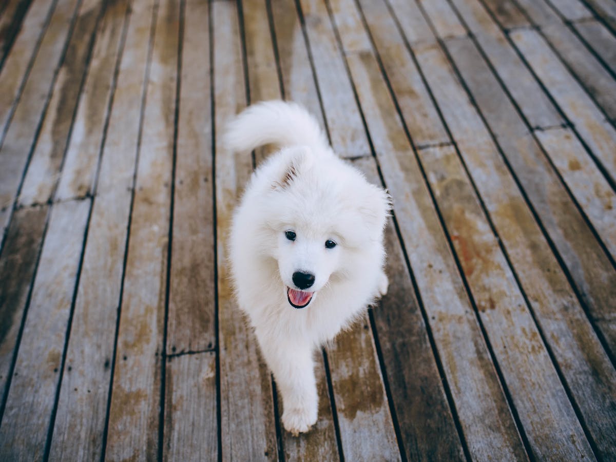 Samoyede