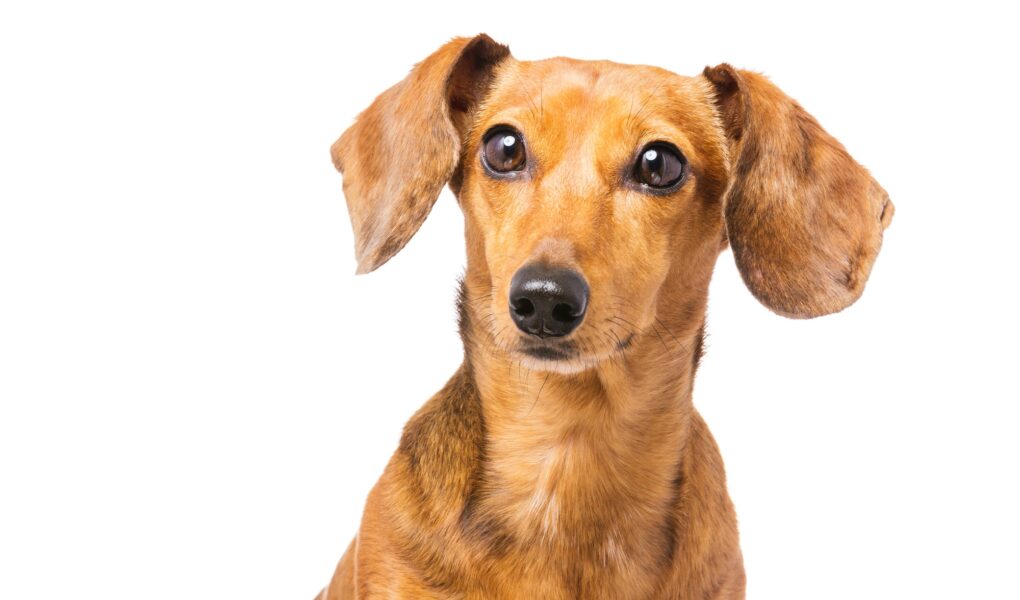 Dachshund Dog isolated on white
