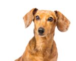 Dachshund Dog isolated on white