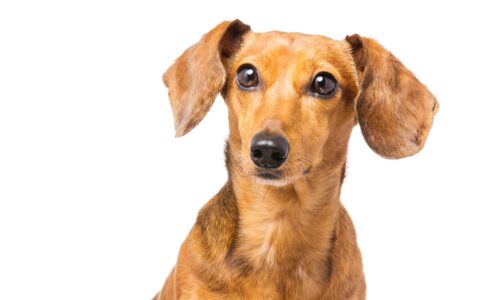 Dachshund Dog isolated on white