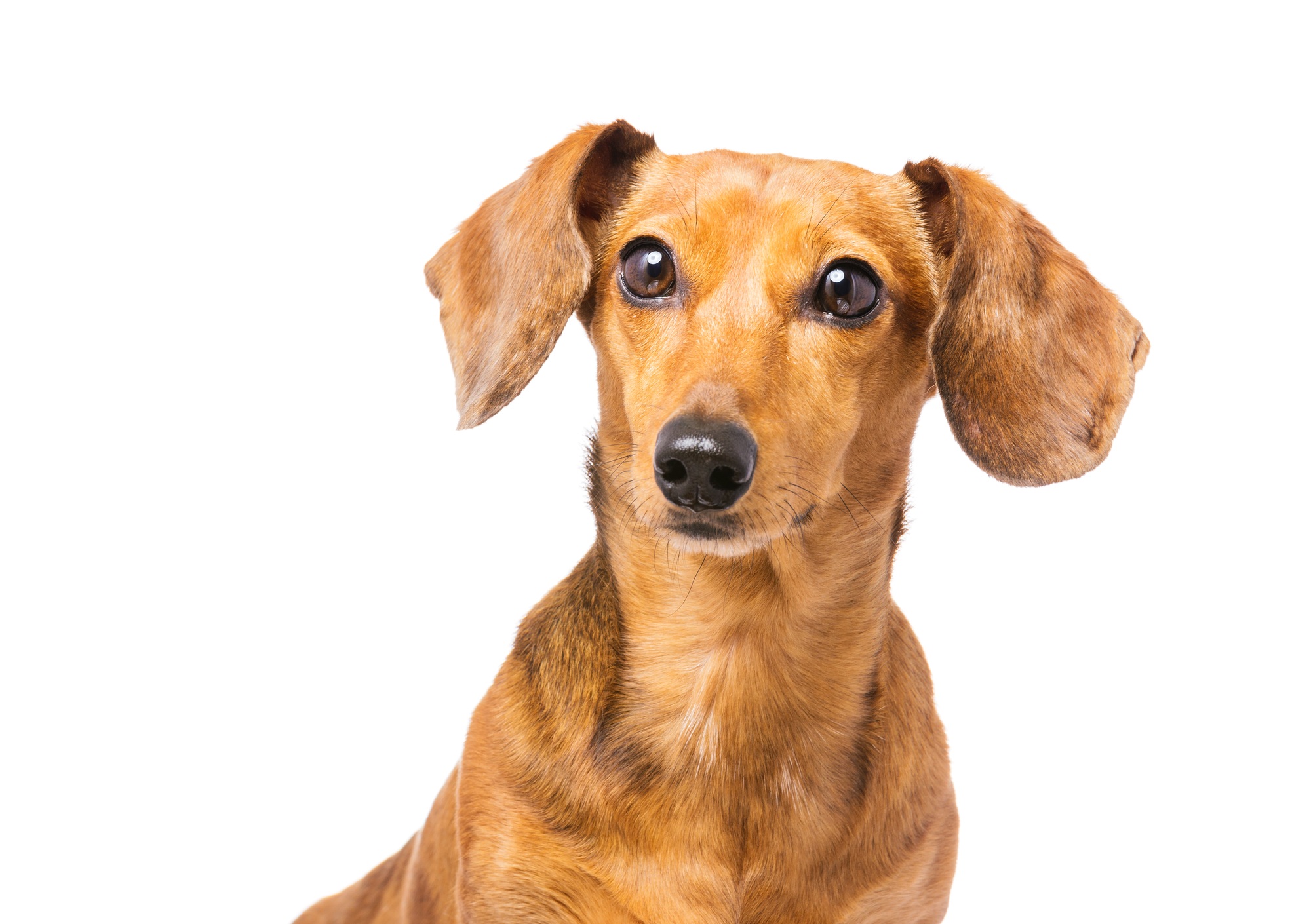 Dachshund Dog isolated on white