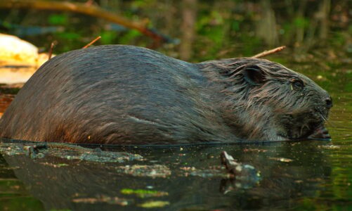 Dents de castor : des outils naturels pour l’ingénierie des rivières