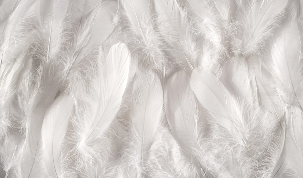 White feathers background