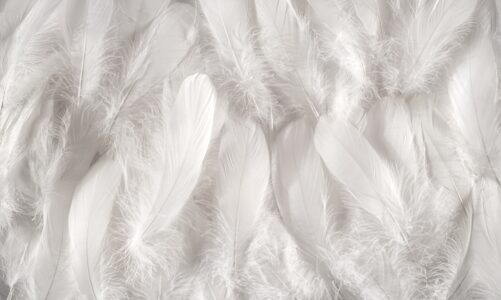 White feathers background
