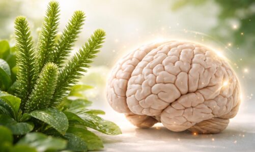 Les bienfaits de l&rsquo;huperzine a : un remède naturel pour votre cerveau